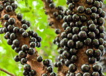 Imagem de pé de Jabuticaba carregado - Créditos: depositphotos.com / taciophilip