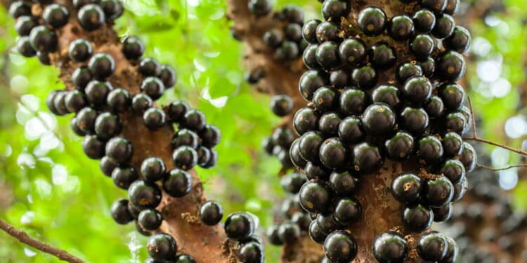 Imagem de pé de Jabuticaba carregado - Créditos: depositphotos.com / taciophilip