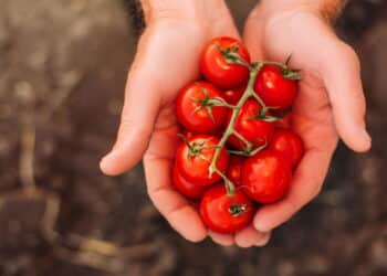 Tomates - Créditos: depositphotos.com / AndrewLozovyi