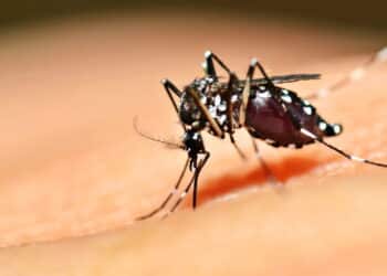 Brasil registra primeira vacina contra a dengue desenvolvida pelo Butantan