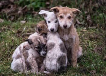 Imagens de animais abandonados - Créditos: depositphotos.com / sergeihorolets.gmail.com