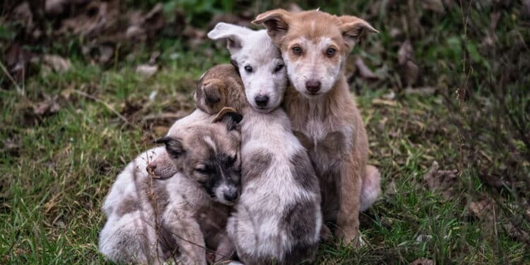 Imagens de animais abandonados - Créditos: depositphotos.com / sergeihorolets.gmail.com