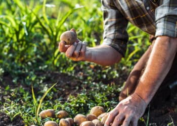 Veja se você tem direito à aposentadoria rural