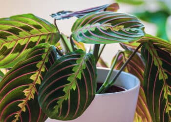 Créditos: depositphotos.com / Maritxu22