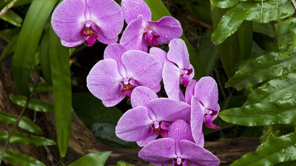 Créditos: depositphotos.com / JillLang