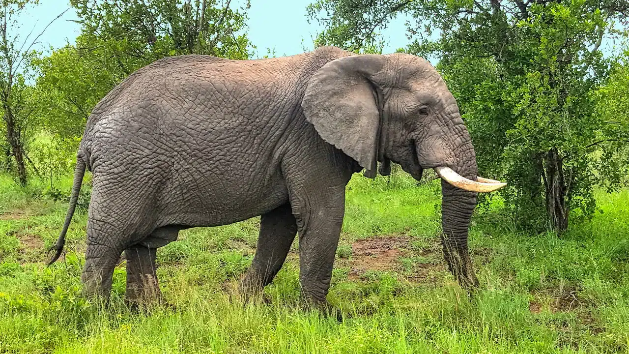 Tragédia na Tailândia: turista de 23 anos é atacada e morta por elefante em santuário