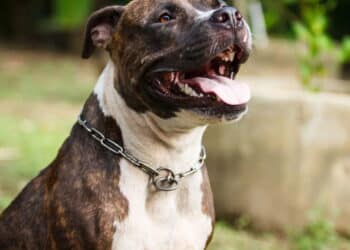Pitbull - Créditos: depositphotos.com / tiverylucky