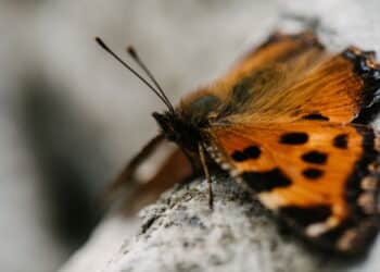 Tragédia: garoto morre após injetar líquido de borboleta amassada na perna