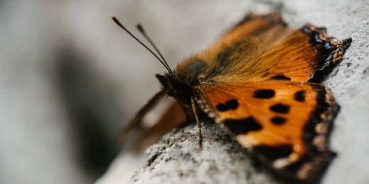 Tragédia: garoto morre após injetar líquido de borboleta amassada na perna