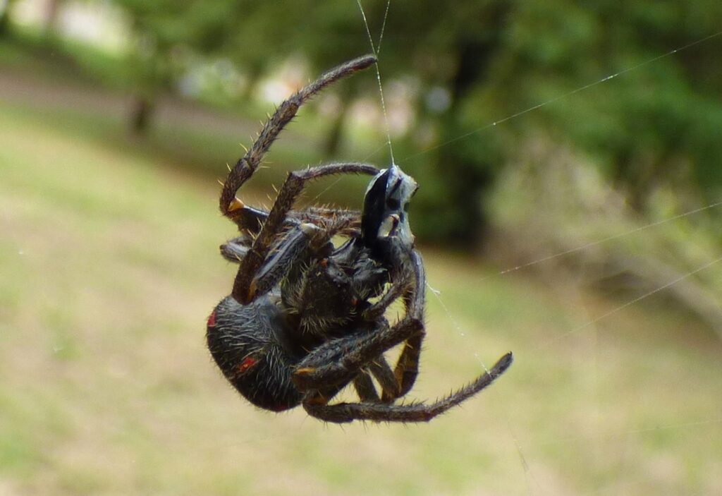 Saiba como afastar aranhas com esse truque japonês simples e sem produtos químicos