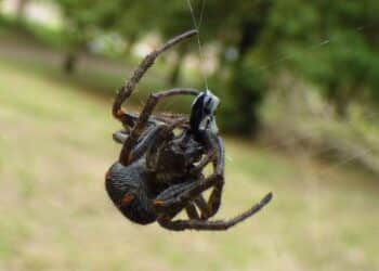 'Chuva de aranhas' em MG chama atenção; entenda o fenômeno que viralizou