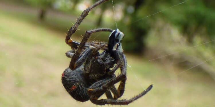 'Chuva de aranhas' em MG chama atenção; entenda o fenômeno que viralizou