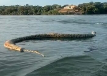 A aparição da sucuri gigante do lago de Porto Nacional