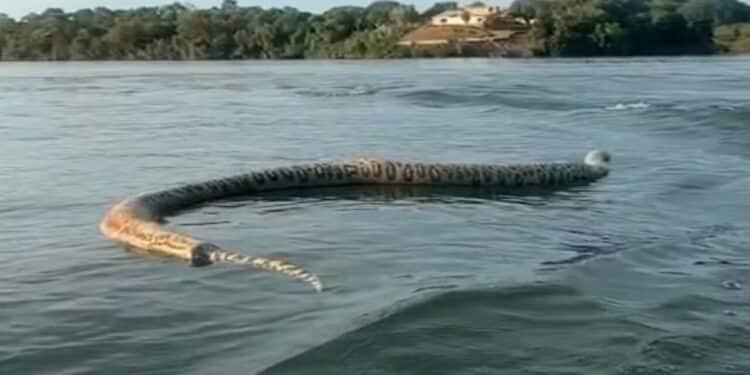 A aparição da sucuri gigante do lago de Porto Nacional