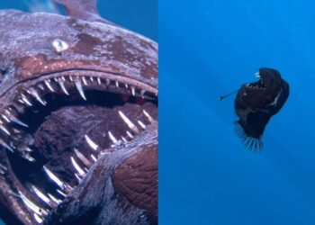 Foto é divulgada e tamanho real do peixe diabo negro choca internautas; VEJA