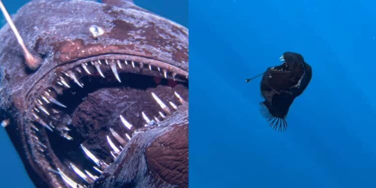 Foto é divulgada e tamanho real do peixe diabo negro choca internautas; VEJA