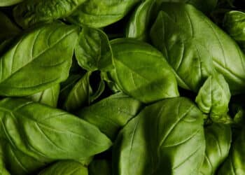 Dê adeus aos mosquitos com essas plantas que também ajudam a decorar sua casa