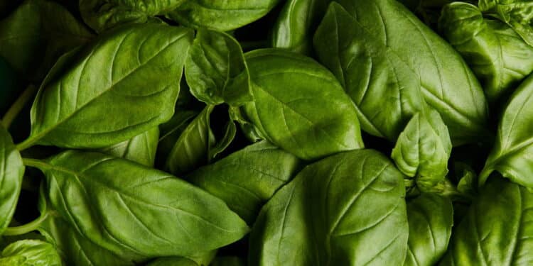 Dê adeus aos mosquitos com essas plantas que também ajudam a decorar sua casa