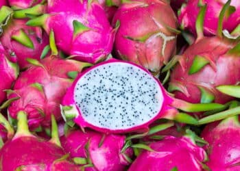 Quer plantar Pitaya em casa? Aprenda o jeito certo e veja as melhores dicas!