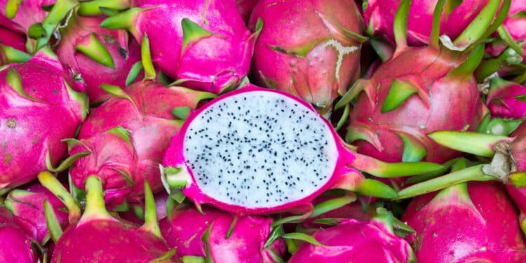 Quer plantar Pitaya em casa? Aprenda o jeito certo e veja as melhores dicas!