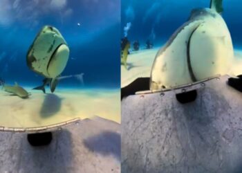 Impressionante! Tubarão engole câmera de brasileira e imagens surpreendem