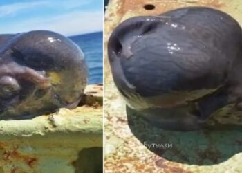 Assustador! Peixe com 'cabeça de alien' é capturado por pescador