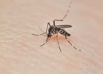 Aedes mosquitoes are eating blood from human skin. Mosquitoes are carriers of dengue fever and malaria. Dengue fever is very widespread during the rainy season.