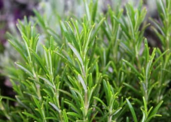 Alecrim dourado que faz bem? Benefícios da erva para os cabelos