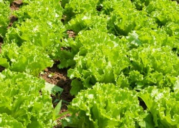 Calor dos infernos! Alimentos que ajudam a se manter hidratado