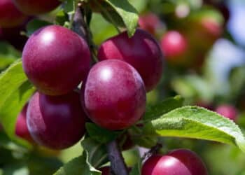 Antioxidante natural, essa fruta versátil promete muito e entrega também!