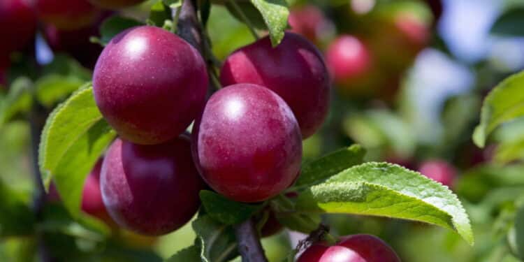 Antioxidante natural, essa fruta versátil promete muito e entrega também!