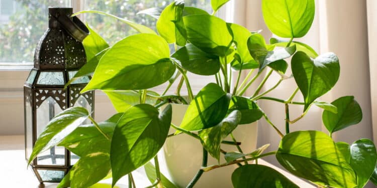 Epipremnum aureum - Créditos: depositphotos.com / jonny4c