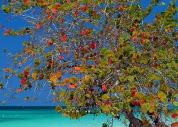 Se você ama praia vai PIRAR! Venha descobri essas 3 joias escondidas da Jamaica