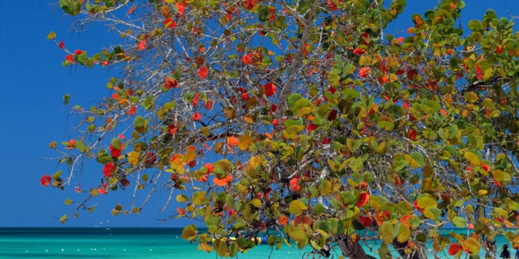 Se você ama praia vai PIRAR! Venha descobri essas 3 joias escondidas da Jamaica