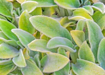 Stachys byzantina, a famosa planta peixinho - Créditos: depositphotos.com / HJT88168
