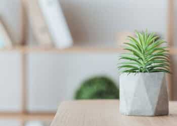 Suculentas - Créditos: depositphotos.com / IgorVetushko