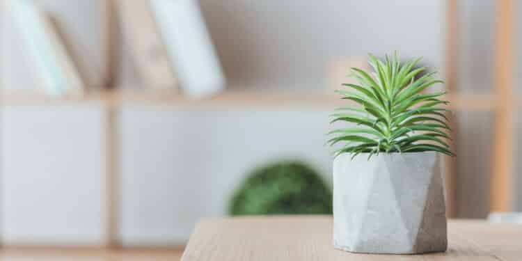 Suculentas - Créditos: depositphotos.com / IgorVetushko