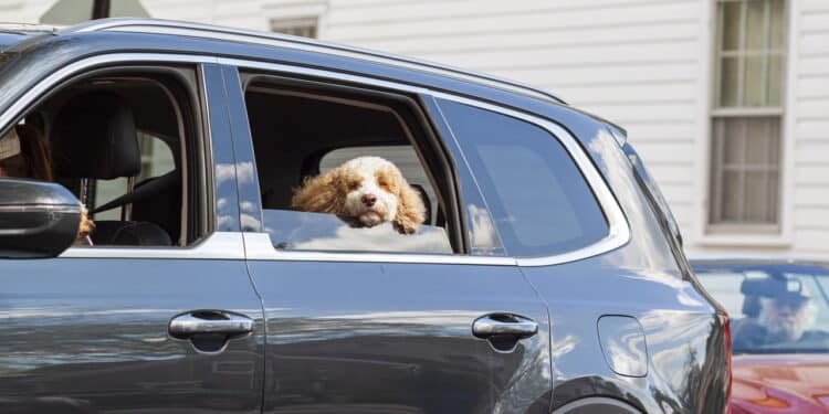 Cachorro tomando vento pela janela de carro - Créditos: depositphotos.com / grandbrothers
