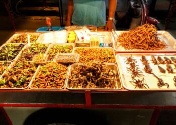 Imagem de banca de insetos - Créditos: depositphotos.com / LAMBERTOJESUS