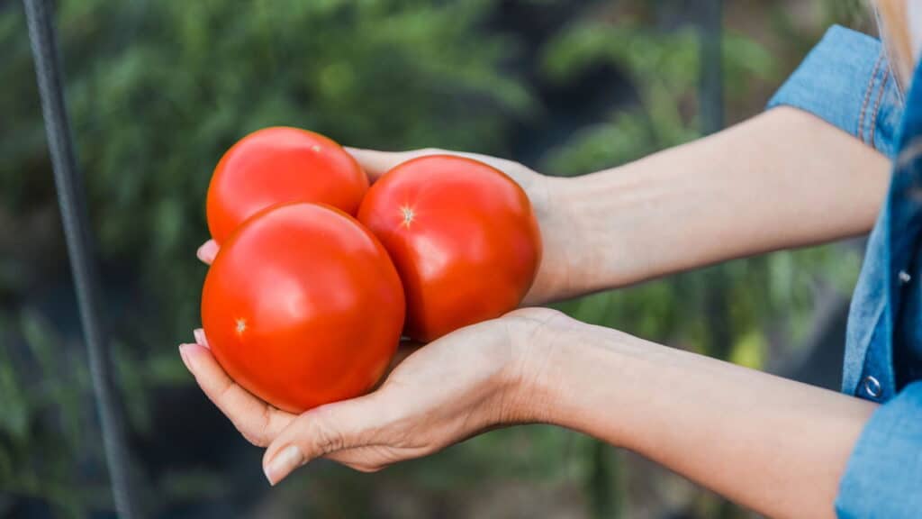 Tomates em mãos - Créditos: depositphotos.com / VitalikRadko