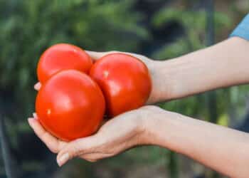 Tomates em mãos - Créditos: depositphotos.com / VitalikRadko