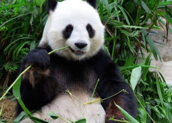 Cientistas revelam motivo pelo qual os pandas preferem bambu à carne