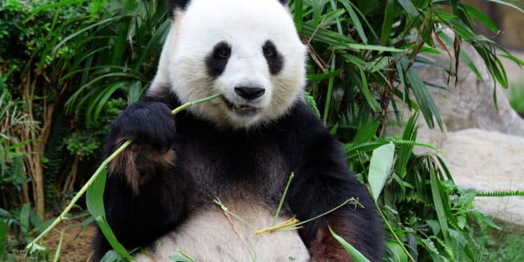 Cientistas revelam motivo pelo qual os pandas preferem bambu à carne