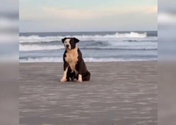 Após esperar dono, pitbull abandonada na praia emociona e é resgatada