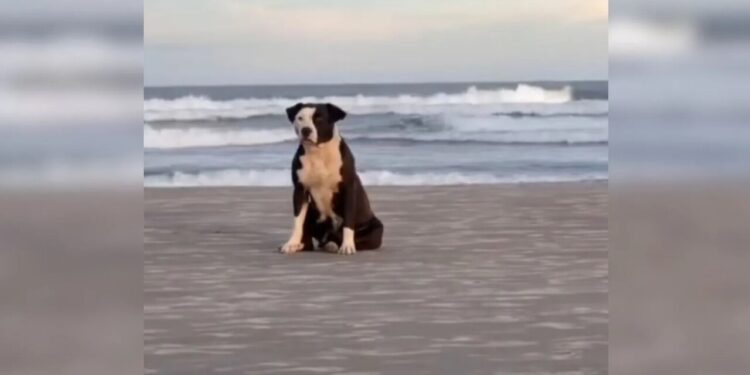 Após esperar dono, pitbull abandonada na praia emociona e é resgatada