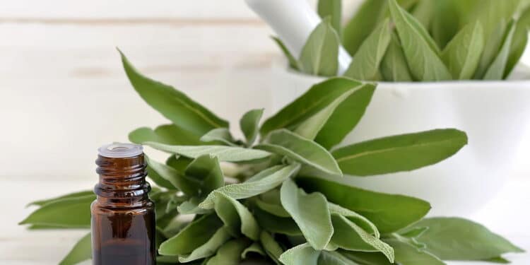 Este chá natural ajuda a combater os sintomas da menopausa sem remédios