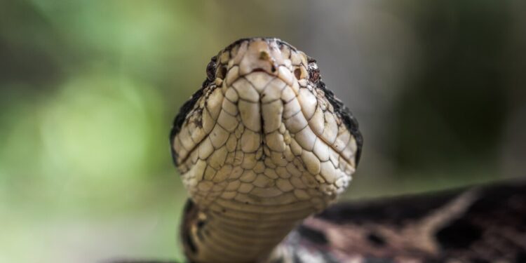 Menina de 7 anos é picada por cobra enquanto brincava no quintal de casa em SC