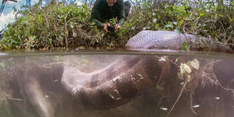 Fotógrafo influenciador encontra as sucuris gigantes de Bonito, MS