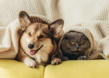 Essa cidade do Brasil é a que mais tem cachorros e gatos como pets!