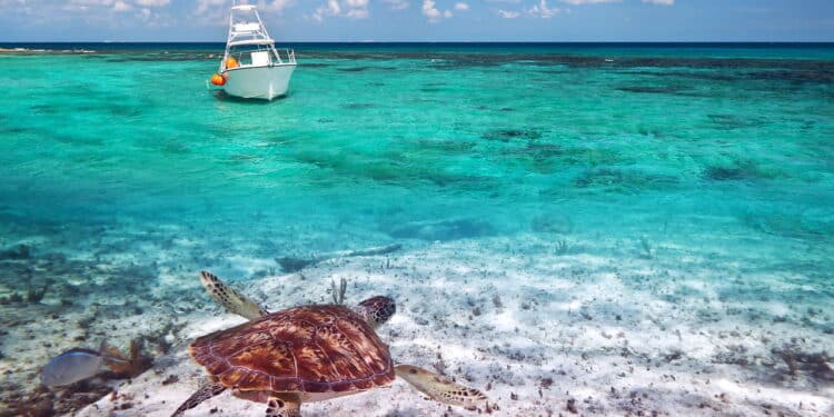 Tartaruga verde no cenário do Mar do Caribe - Créditos: depositphotos.com / Patryk_Kosmider